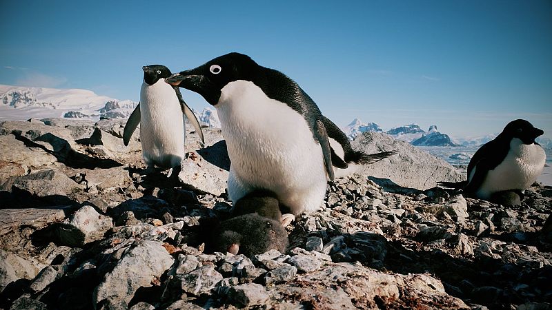 Sin caca no hay equilibrio: las heces de pingüinos protegen el ecosistema antártico