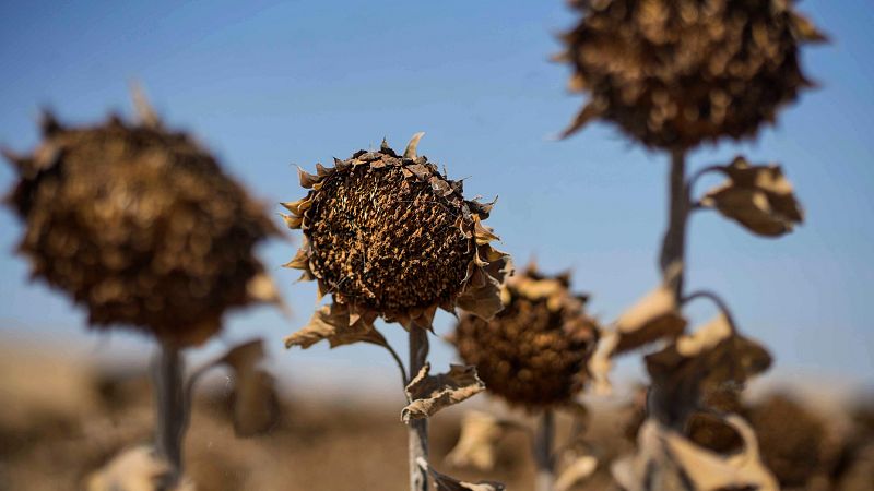 Bruselas aclara el concepto de "fuerza mayor" en el sector agrícola para facilitar los pagos a los agricultores