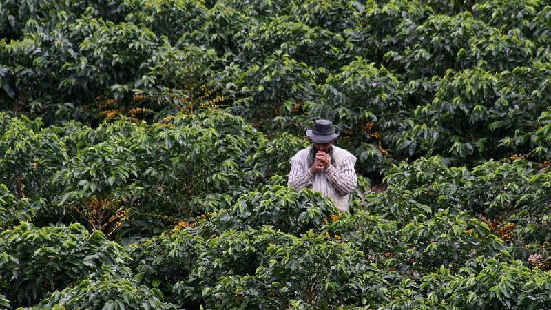 El cambio climático alterará el cultivo mundial de café