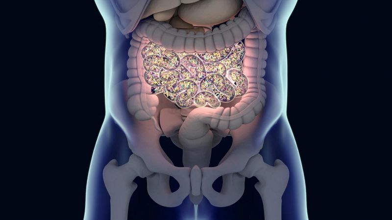 Los microbios intestinales pueden influir en el desarrollo de la esclerosis múltiple