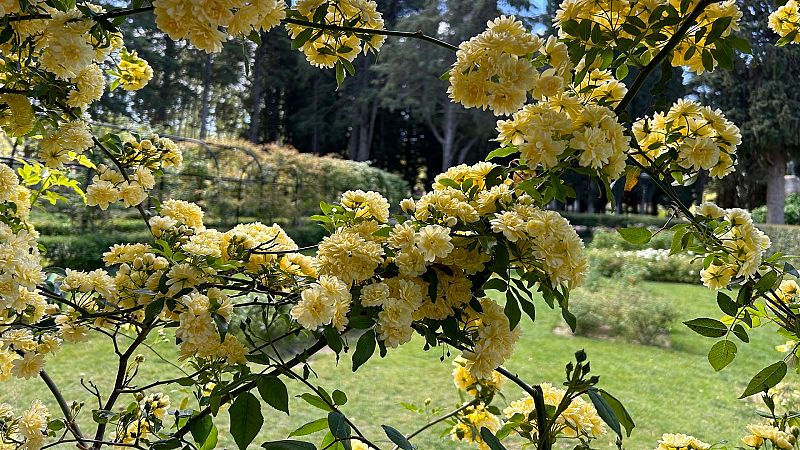 Las rosas, protagonistas del Parque Grande de José Antonio Labordeta de Zaragoza