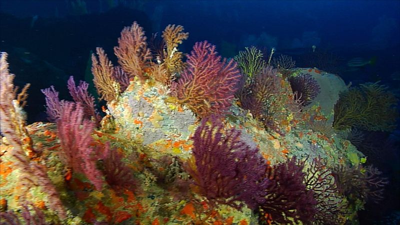 Los bosques submarinos de Gran Canaria mueren por las olas de calor y la acción humana