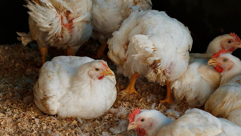 La OMS reporta en Mxico la primera muerte humana por gripe aviar en el mundo