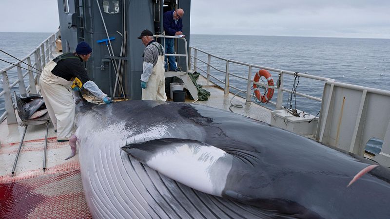 Islandia concede permiso para cazar 128 ballenas de una especie "en peligro" durante un año