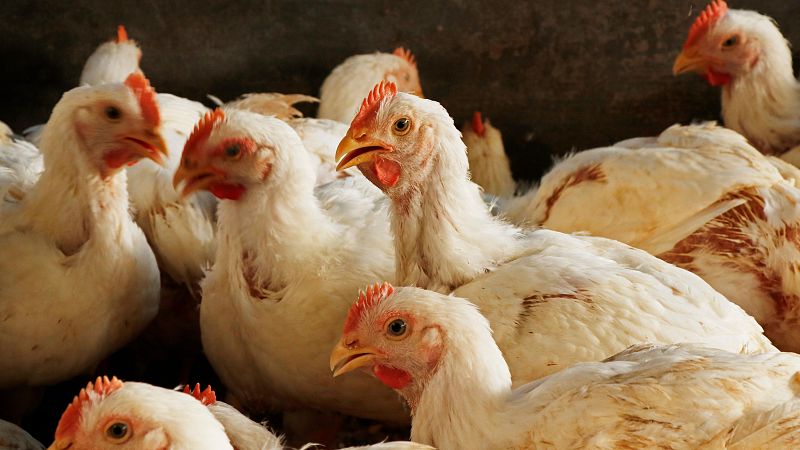 La OMS confirma un caso humano de gripe aviar en un niño de cuatro años en India
