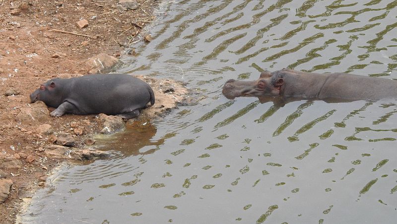 Nace una cría de hipopótamo en Cabárceno