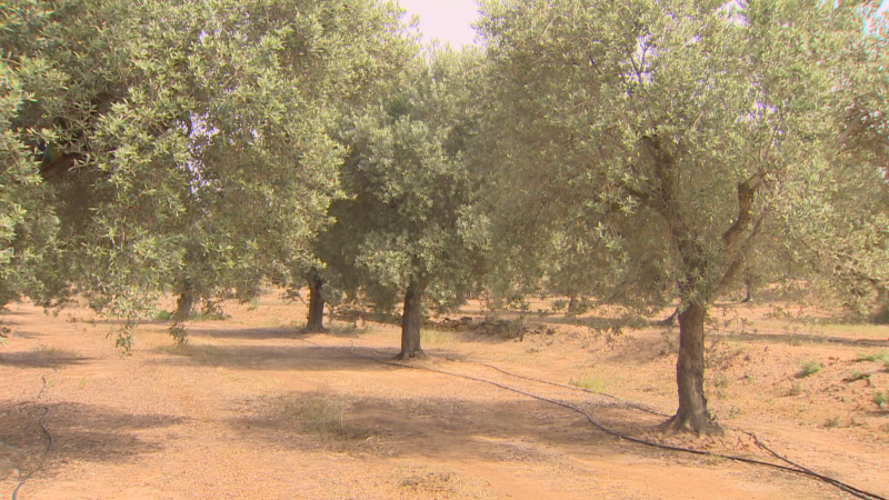 Boom del olivar: Los agricultores no encuentran olivos en los viveros
