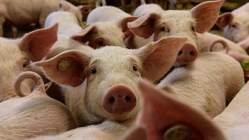 China investiga las importaciones de cerdo europeo por competencia desleal