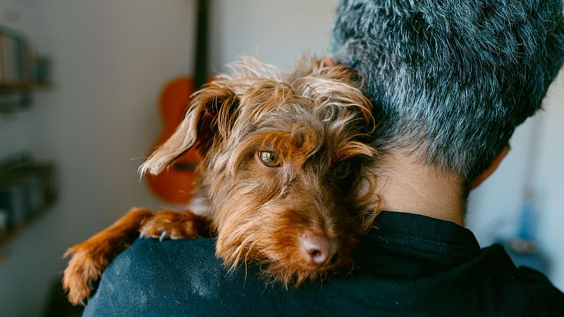 El negocio de la clonación de mascotas en España: una clínica en Marbella clona a tu perro por 55.000 euros