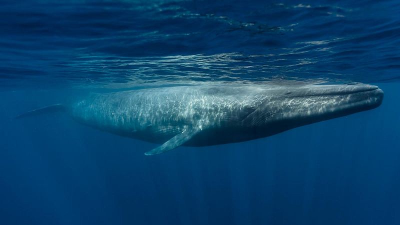 Confirman el avistamiento de una ballena azul en la ría de Muros y Noia