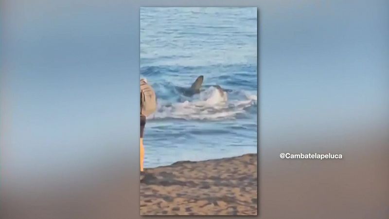 És normal veure taurons a la platja?