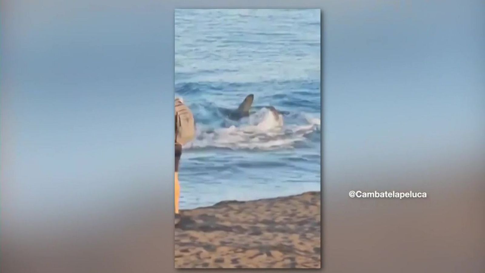 Dos taurons sembren el pànic a Gran Canària | L'altaveu - L'altaveu | Veure