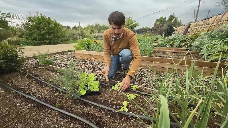 Els 5 errors més comuns que es cometen a l'hort