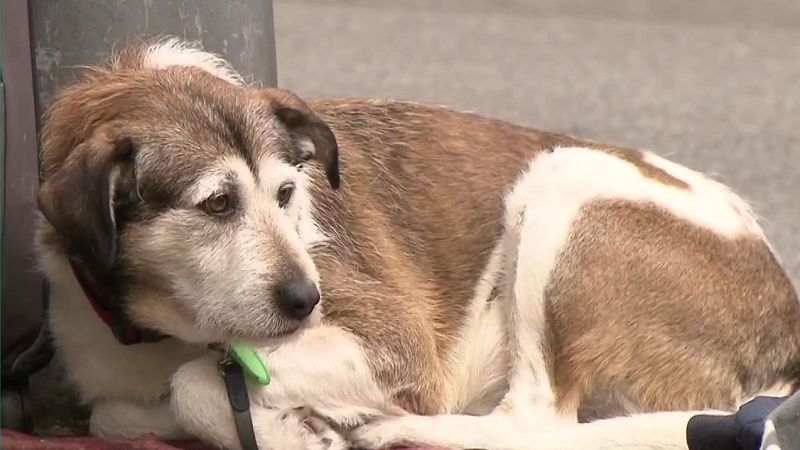 La clonaci de mascotes: un procediment legal sense tica ni moral?