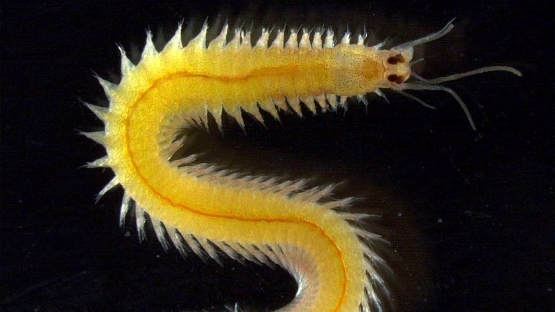 Un estudio del CSIC confirma la capacidad de los gusanos marinos para producir omega 3