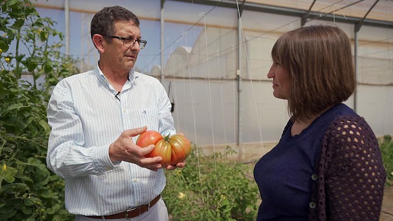 Ms all de los transgnicos: tomates mutantes