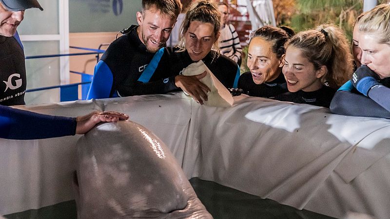 Las belugas ucranianas rescatadas y evacuadas al Oceanogràfic de Valencia evolucionan favorablemente