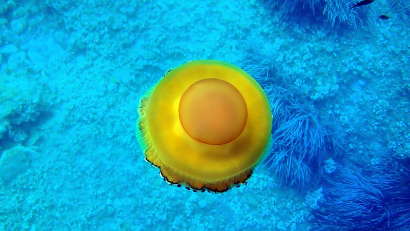 El nacimiento de millones de medusas conocidas como huevo frito ayudarn al ecosistema del Mar Menor