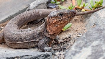 Un lagarto gigante de Gran Canaria, en Maspalomas