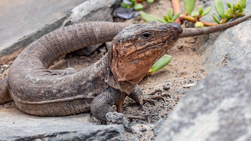 El lagarto gigante de Gran Canaria entra en peligro crtico de extincin por la amenaza de la culebra de California