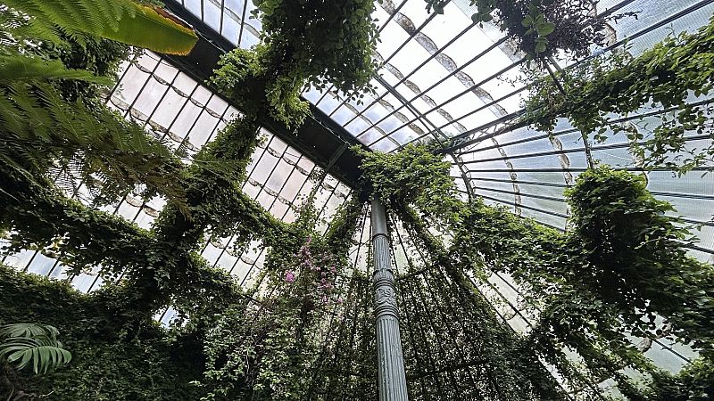 El Real Jardín Botánico y las expediciones botánicas