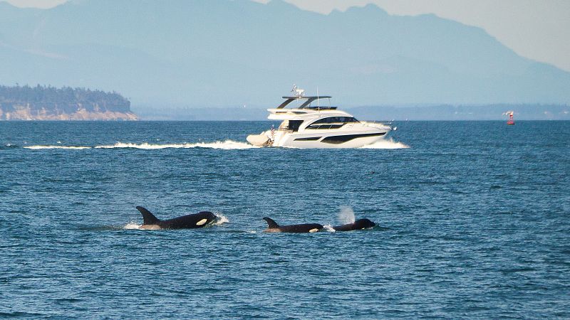 Un grupo de orcas ataca a un velero en las inmediaciones del litoral de Ceuta