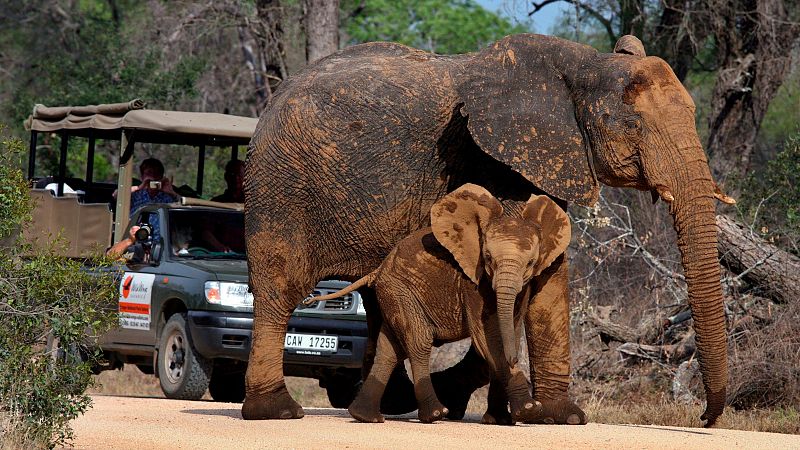 Un turista español muere aplastado por un elefante en Sudáfrica al intentar fotografiar su manada