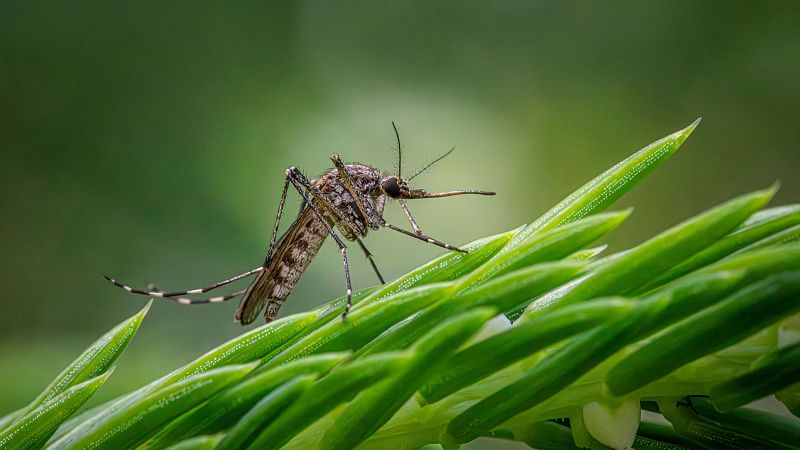 Confirmados dos contagios y una fallecida por el virus del Nilo en Dos Hermanas (Sevilla)