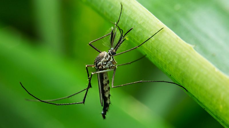 Globalizacin, calor y turismo, el cctel que fomenta la propagacin de "plagas viajeras" como chinches y mosquitos