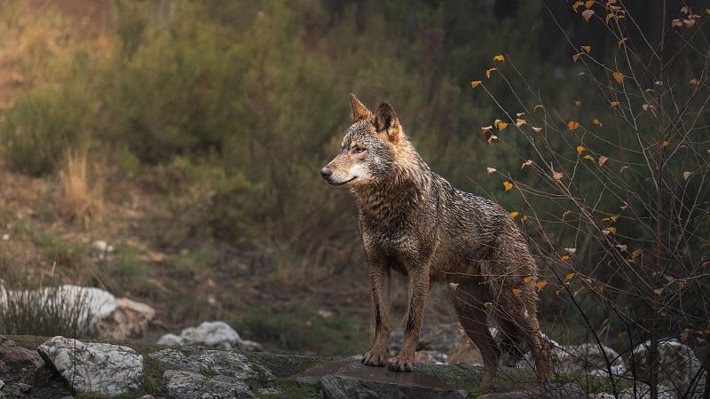 El Tribunal de Justicia de la Unión Europea autoriza prohibir la caza del lobo hasta consolidar su recuperación