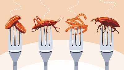 Cuatro bulos sobre la ingesta de insectos que probablemente tú también te has creído