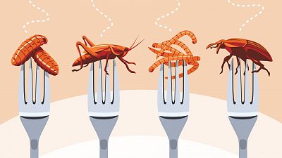 Comer bichos: la Unin Europea permite el consumo de cuatro tipos de insectos