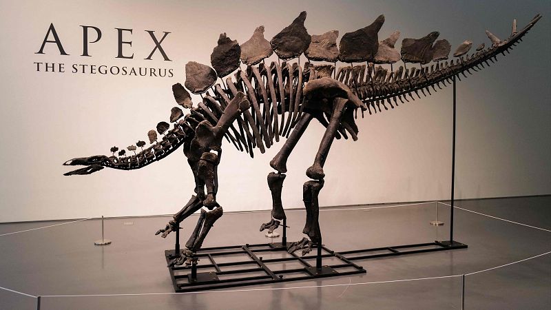 El esqueleto de un estegosaurio se vende por 44,6 millones de dlares, el precio ms alto de la historia