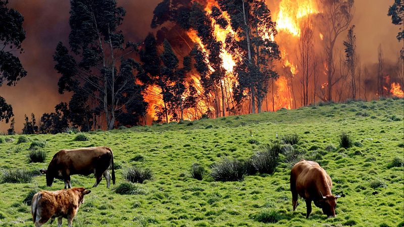 Juli G. Pausas, investigador del CSIC:  "Los pequeños incendios son casi positivos"