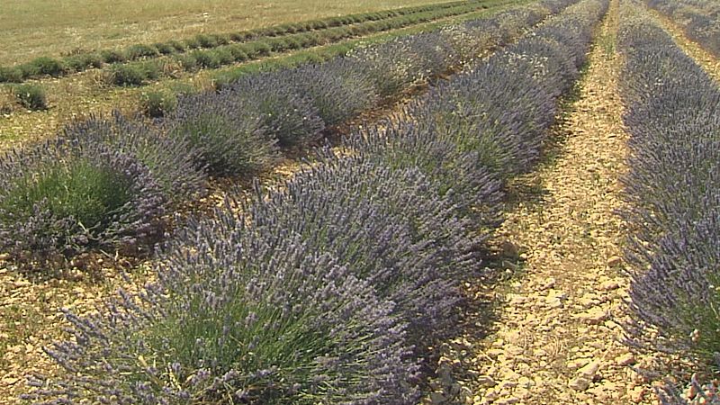 Una plaga de gusanos amenaza la cosecha de lavanda en Espaa