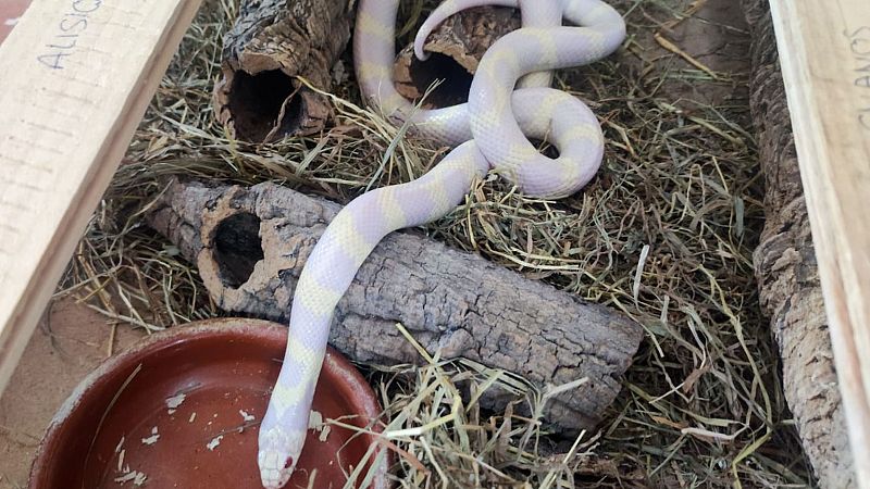 La Guardia Civil incauta 32 animales potencialmente peligrosos en una vivienda de Gran Canaria