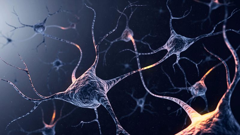 Descubren cmo funciona la orexina, una sustancia cerebral que determina la voluntad de hacer ejercicio