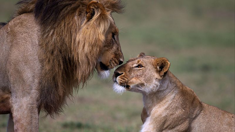 Los leones salvajes también socializan de forma distinta en función de su edad y sexo