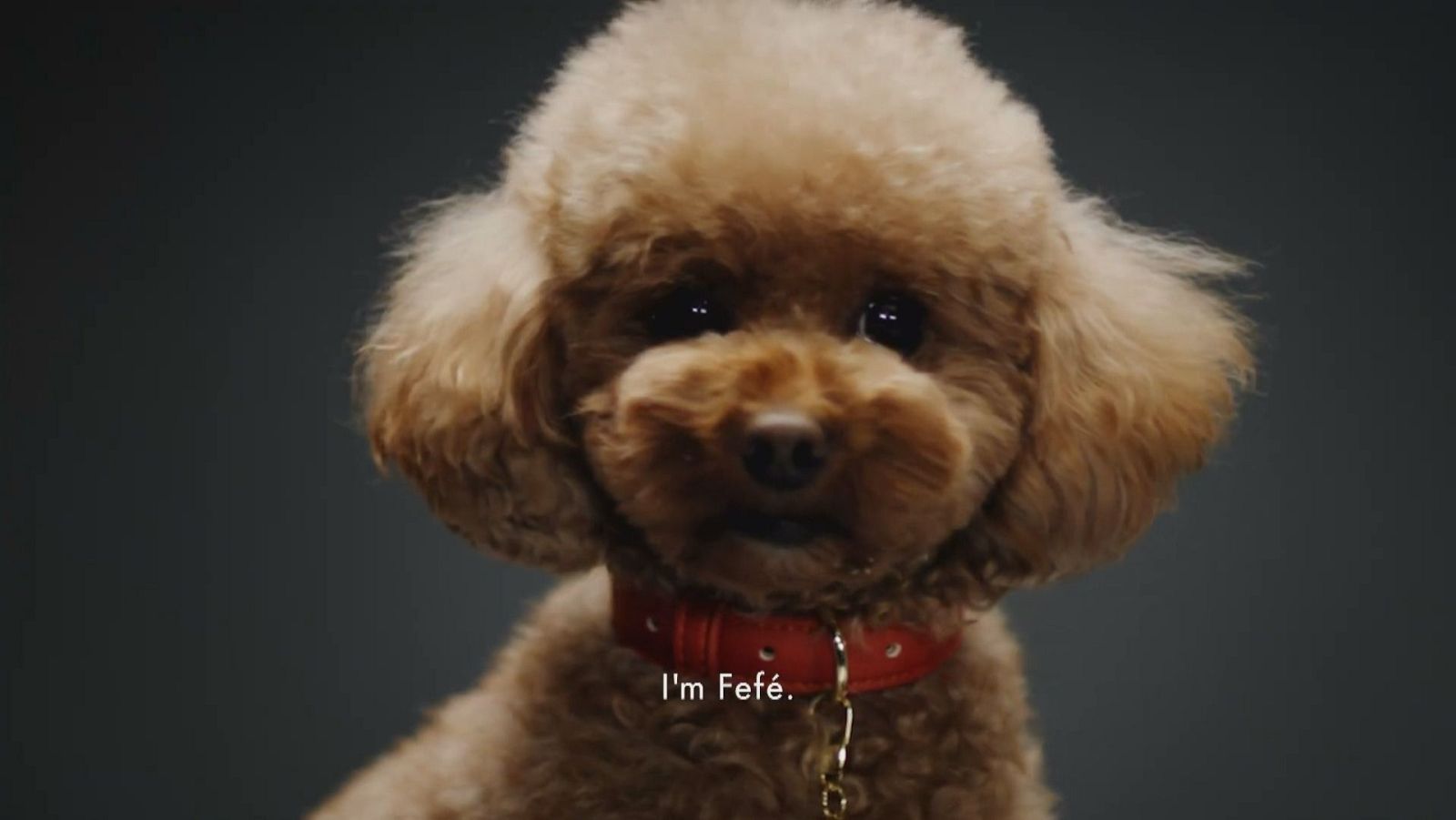 Fefé, el la fragancia de lujo para mascotas - La tarde en 24h | Ver