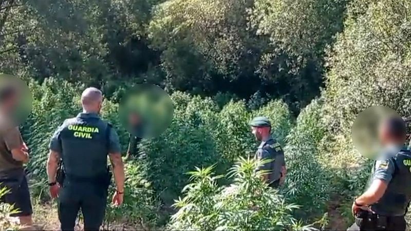 La Guardia Civil desmantela un campo con 1.500 plantas de marihuana al aire libre en Losar de la Vera