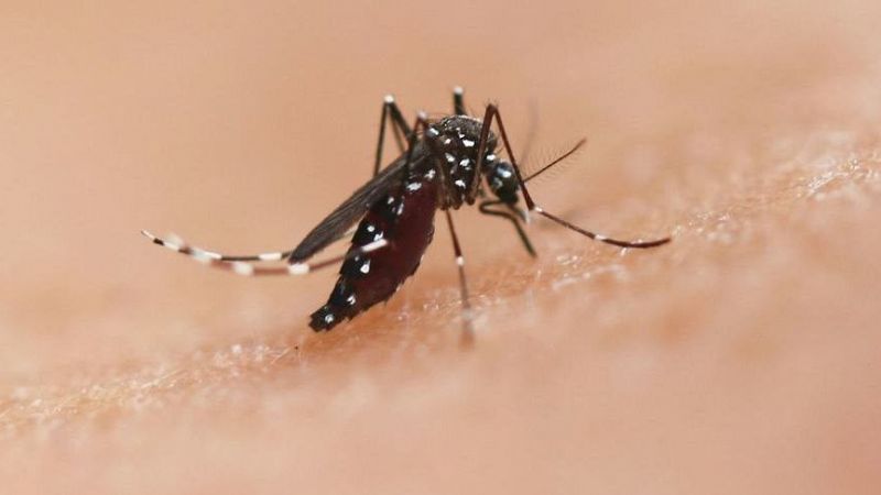 Un nuevo estudio muestra que los mosquitos pueden detectar a sus víctimas por infrarrojos