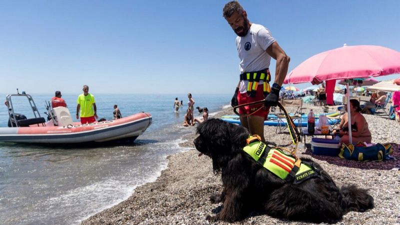 Turnos de hora y media y fuerza para remolcar 1.400 kg: as trabajan los perros socorristas en Torre del Mar