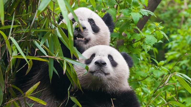 Mientras el panda crece en número, su hábitat mengua