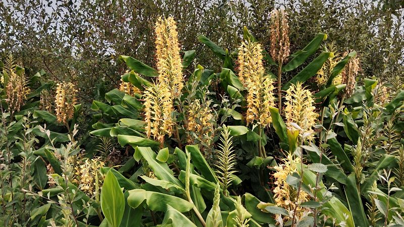 Jengibre hawaiano en Galicia