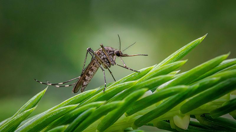 Sube el riesgo de contagio de virus del Nilo en Huelva tras detectar mosquitos infectados