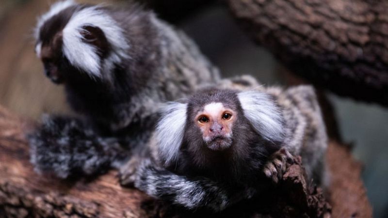 Los monos titi se llaman por su nombre como los humanos