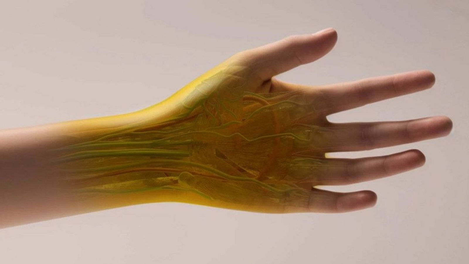 Un colorante alimentario convierte en transparente la piel de ratones | Ver