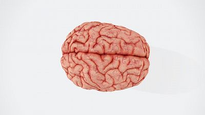 Qu es lo ltimo que sabemos sobre el cerebro?