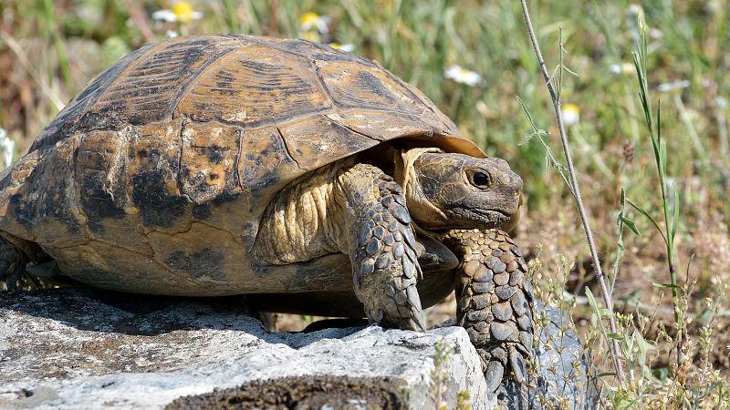 Secuencian el genoma completo de la tortuga mora, una de las especies más icónicas del Mediterráneo