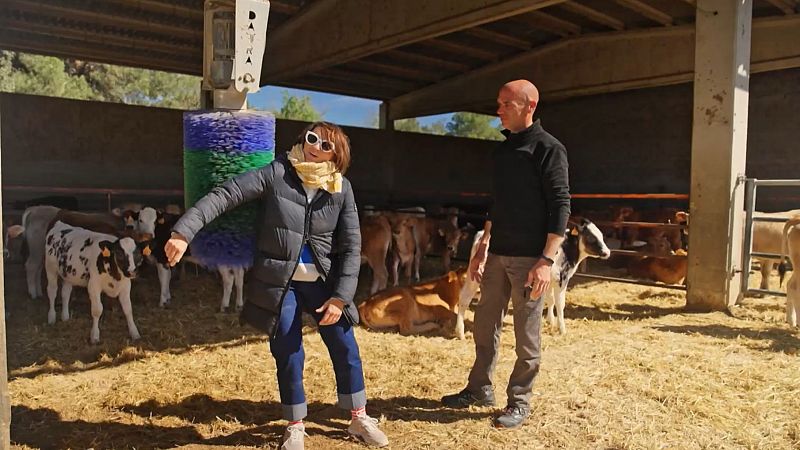 La granja del Moianès que posa música clàssica a les seves vaques